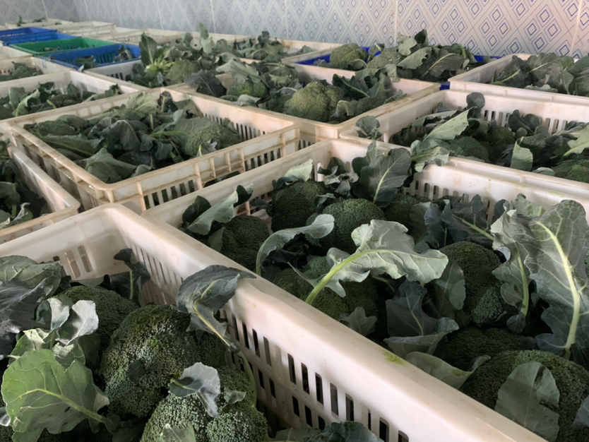 工人在田间采摘绿冠60西兰花,花球完整未受损,放置于塑料周转筐中;旁边设有简易分拣台,正在进行大小分级与预冷处理,背景有冷藏车待装运,体现从产地直达市场的高效供应链流程 绿冠60采收与分级包装现场