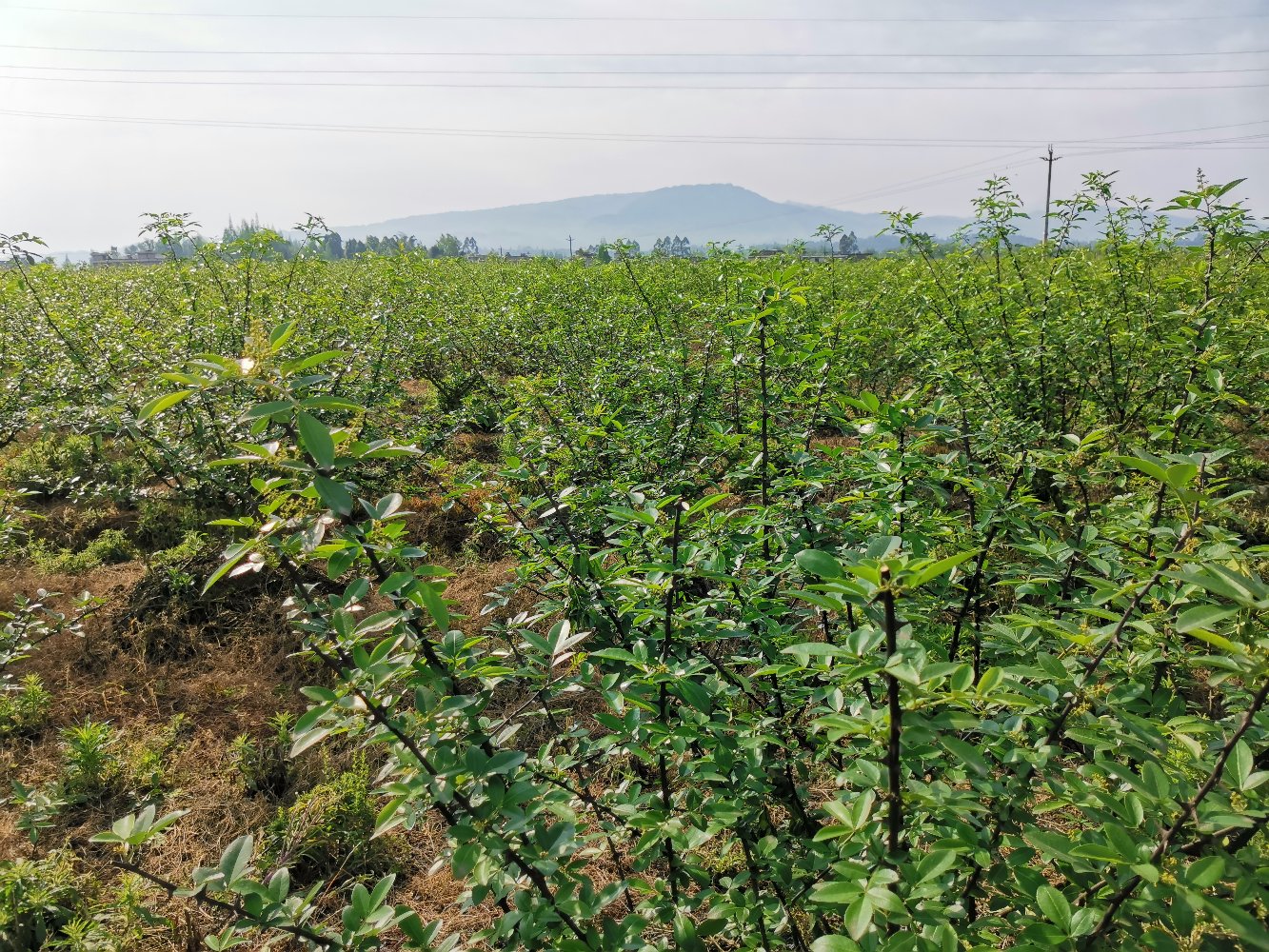 画面展示了一个热带雨林中的胡椒种植园,农民正在检查藤蔓的生长情况,背景是郁郁葱葱的植被和阳光洒落的场景 热带雨林中的胡椒种植园