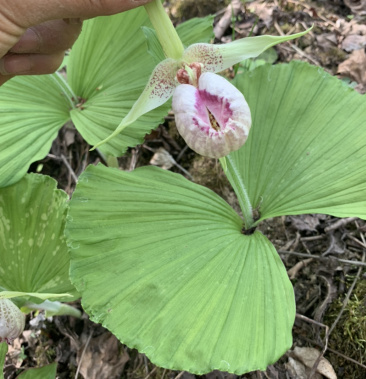 扇脉勺兰兰花扇子七药材阴阳扇扇盆景花卉苗
