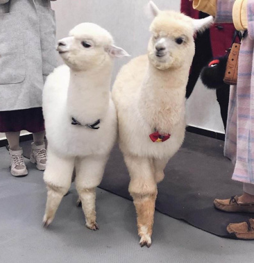 羊驼幼崽 羊驼活体 萌宠羊驼