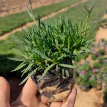 观赏草