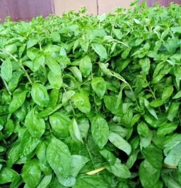 枸杞叶,大叶,圆叶,叶用枸杞