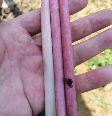 芡实杆鸡头梗鸡毛梗子藕带