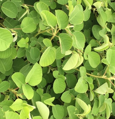 广金钱草,,产地直销,量大价格便宜优惠