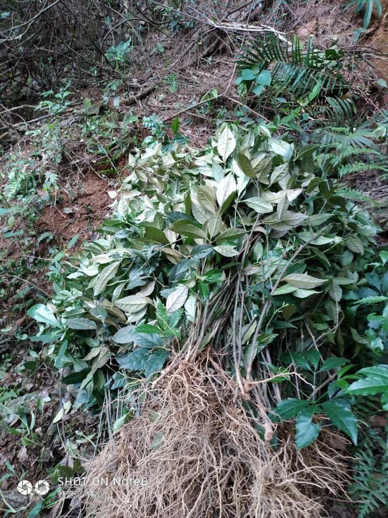 草珊瑚别名图片