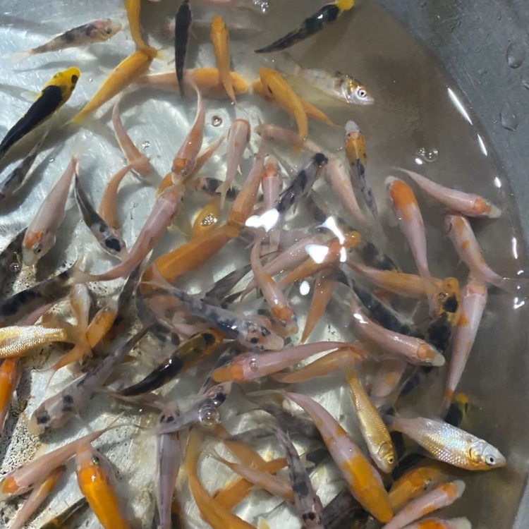 [锦鲤鱼苗批发]锦鲤鱼苗 色彩斑斓 支持全国发货.价格0.