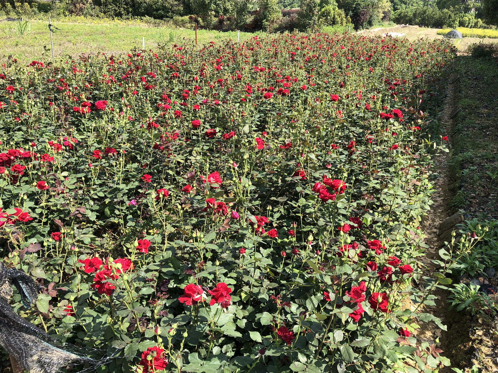 藤本月季大马士革红盛开特写