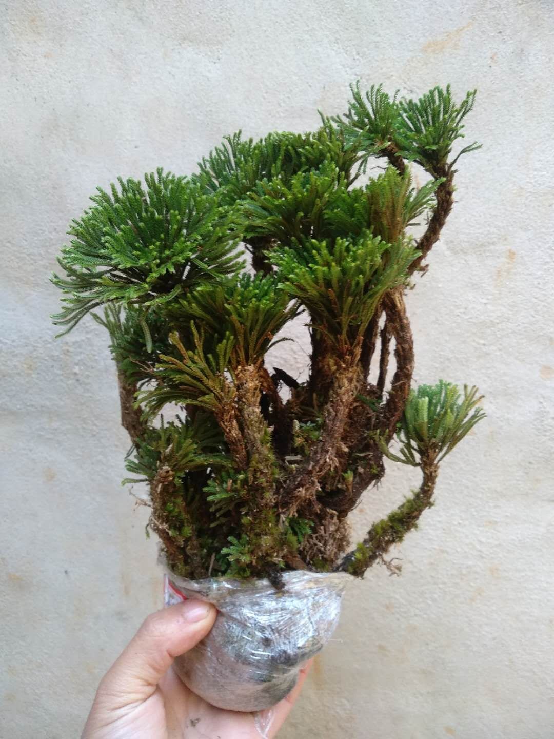 九死还魂草卷柏盆景小叶卷柏批发价