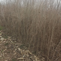 白榆大量