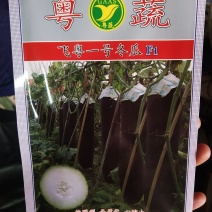 广东科农飞粤一号冬瓜