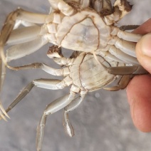 盘锦优质蟹苗各种规格质量好活力好产地直销