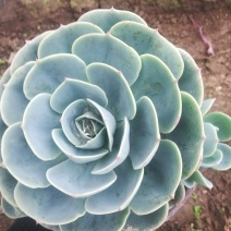 老桩，单头，砍头苗，自家种植，批发零售，价格低，量大从优