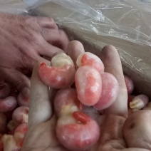 单冻虾尾