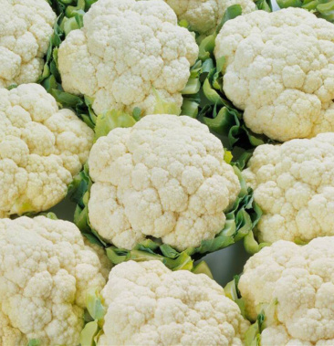 【推荐】精品菜花,产地直供,量大从优10月上市