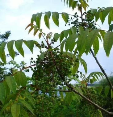 广西河池本地野生漆树寄生