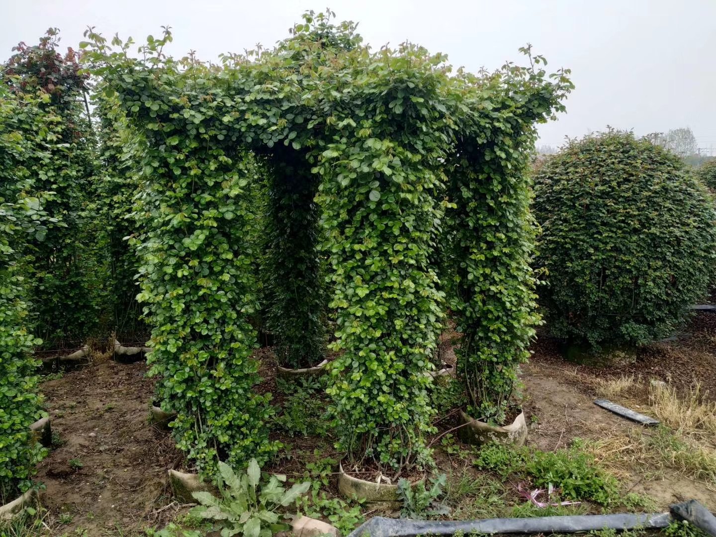 藤本月季夏季修剪与通风示意图