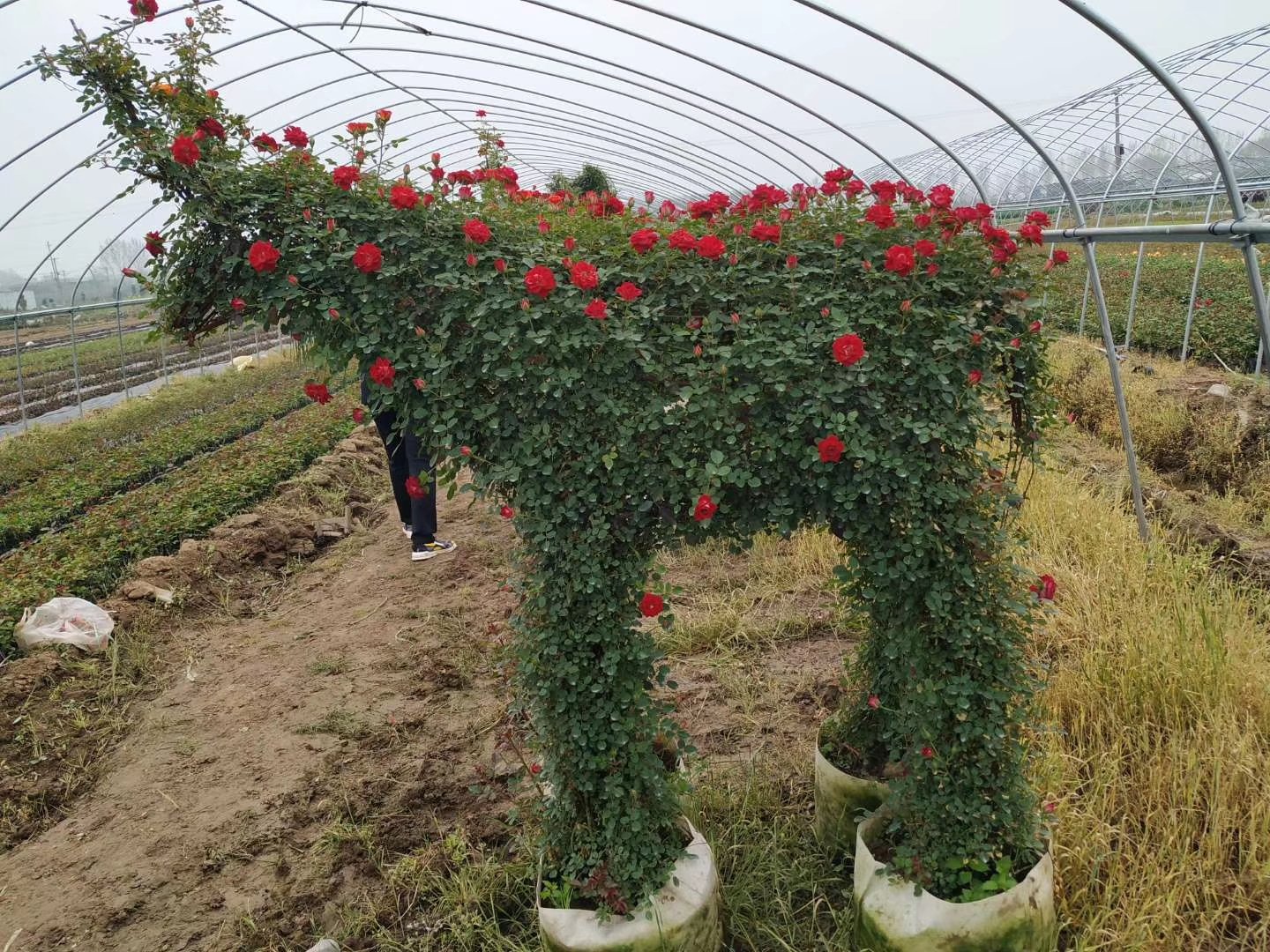 小女孩月季与其他藤本月季对比图