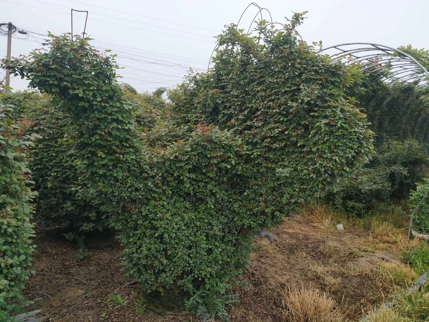 工人正在修剪拱门上的藤本月季枝条