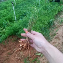 【优质】广西大天冬苗，5个薯起发货，回收！货源充足