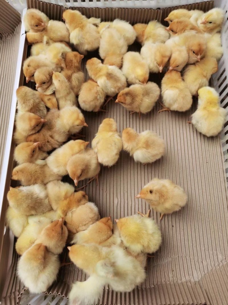 5 ,土二  土三鸡苗 厂家直销