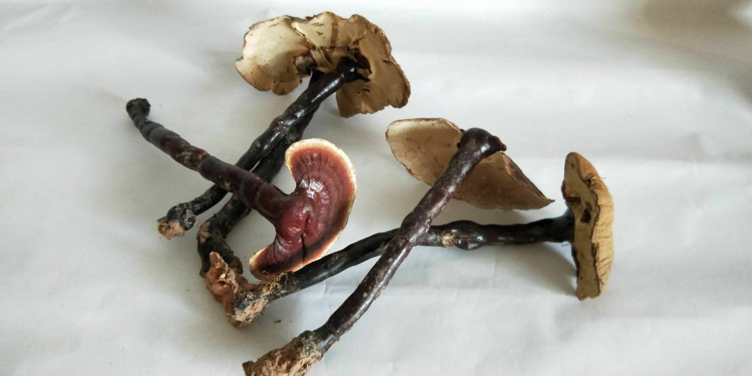 一株成熟的赤灵芝,菌盖呈红褐色,表面光滑有光泽,边缘微卷,菌柄偏侧生,整体形态完整,背景为自然林下腐木环境,光线柔和,突出其天然生长状态 赤灵芝特写