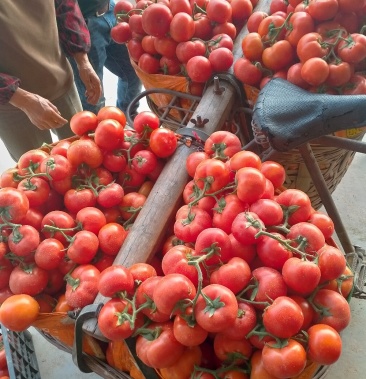 西红柿精品 弧二以上 大红单果串果,个头匀称