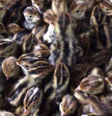 鹌鹑苗孵化厂直销包活到家