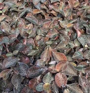 本地种源仿生种植大叶金线莲鲜品