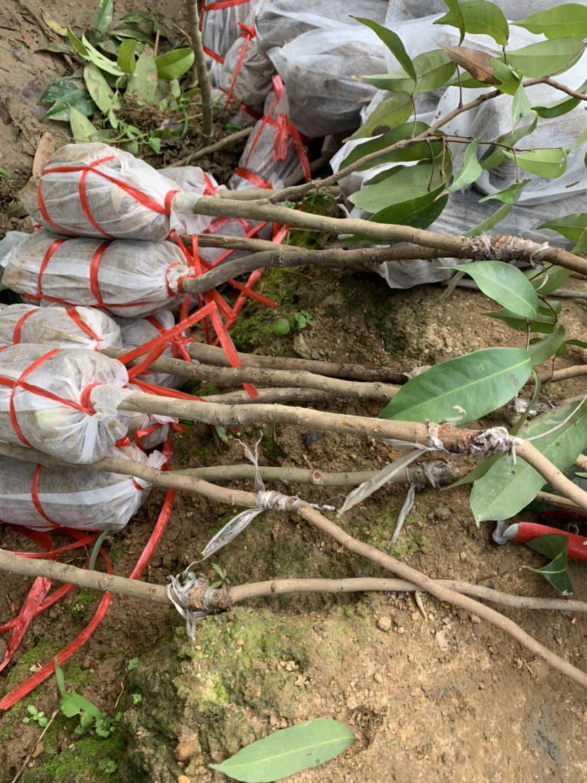 [荔枝批发]仙进奉荔枝苗价格40.00元/件 - 一亩田