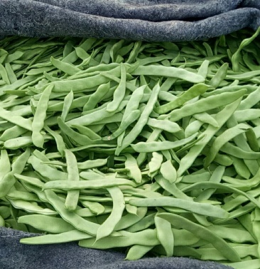 莘县青芸豆大扁扁豆扁芸豆颜色好鲜嫩多汁