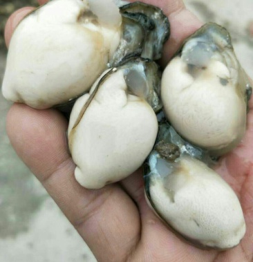 福建省漳州市诏安县生蚝蚝肉可视频看货