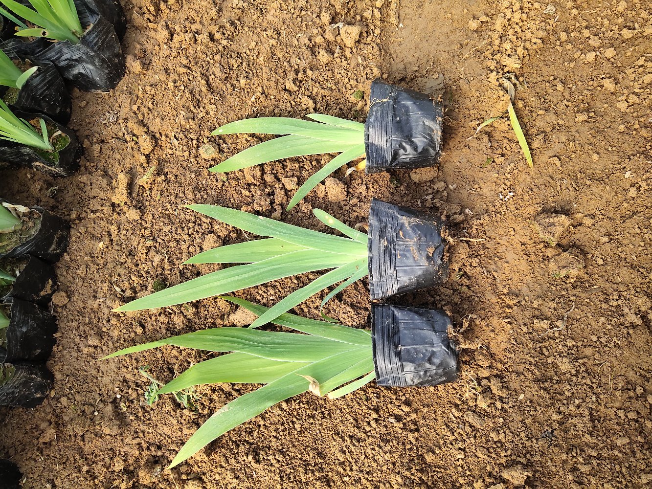 雏菊盆栽种植示意图