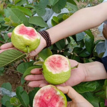 红宝石番石榴苗正品嫁接苗当年种植当年结果