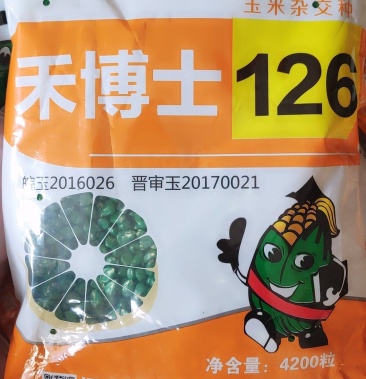 红轴细心大棒 禾博士126玉米种子 耐旱耐高温