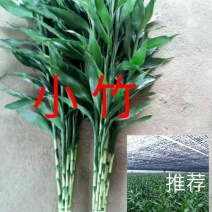 [海南富贵竹]产地直销保质保量价格实惠