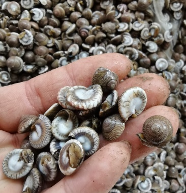 金钱螺托式昌螺乌钱水产鲜活