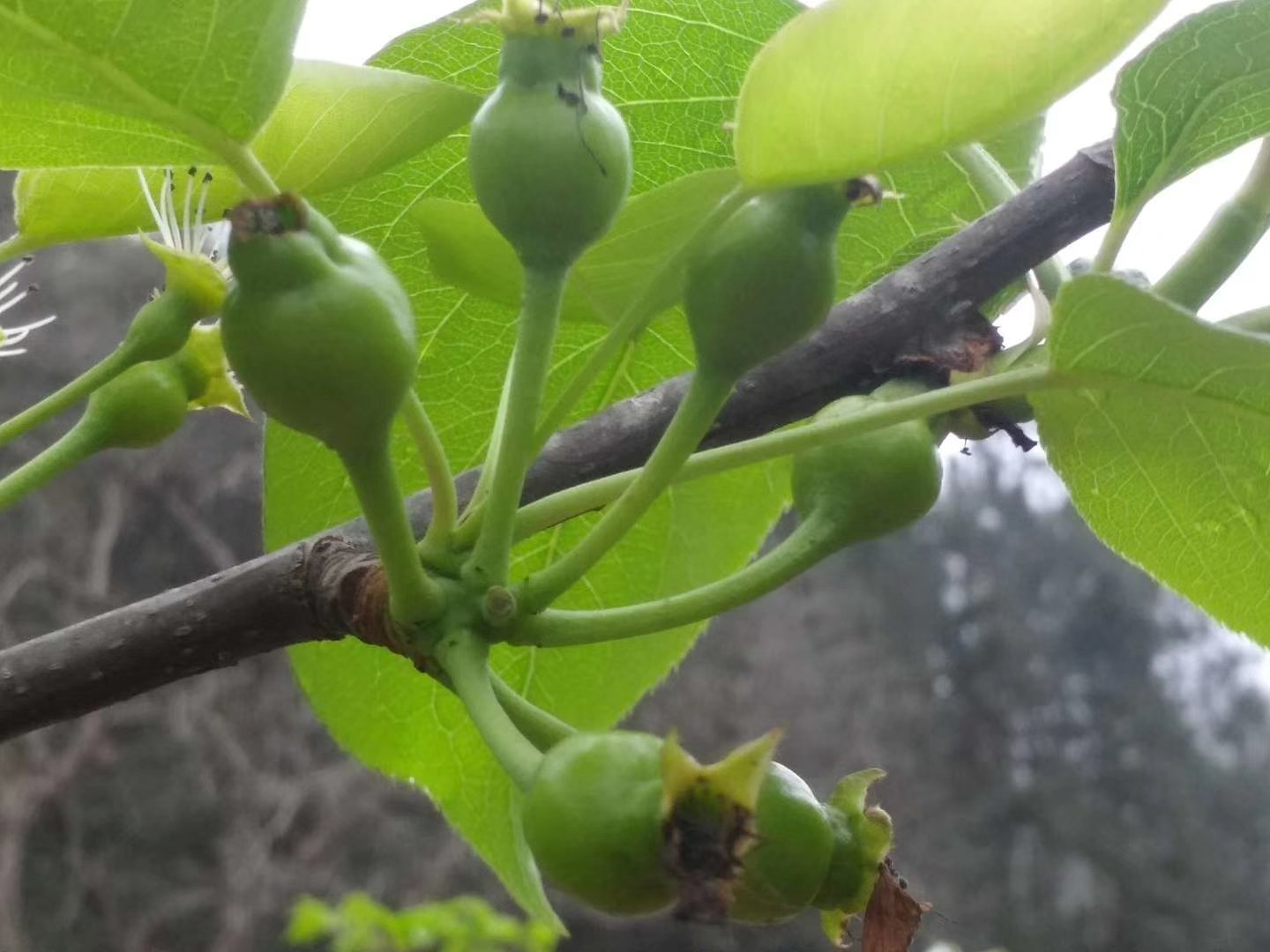 鸭梨植物图解