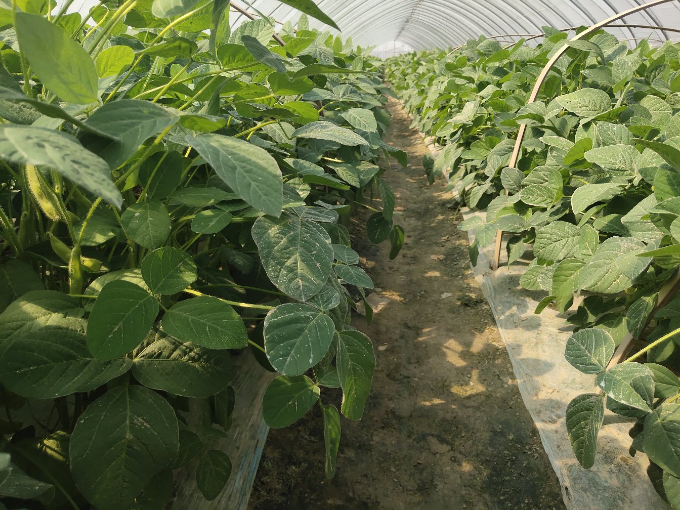 毛豆温室种植场景