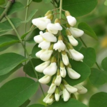 深山洋愧花现摘现发大量供货