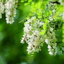 深山洋愧花现摘现发大量供货