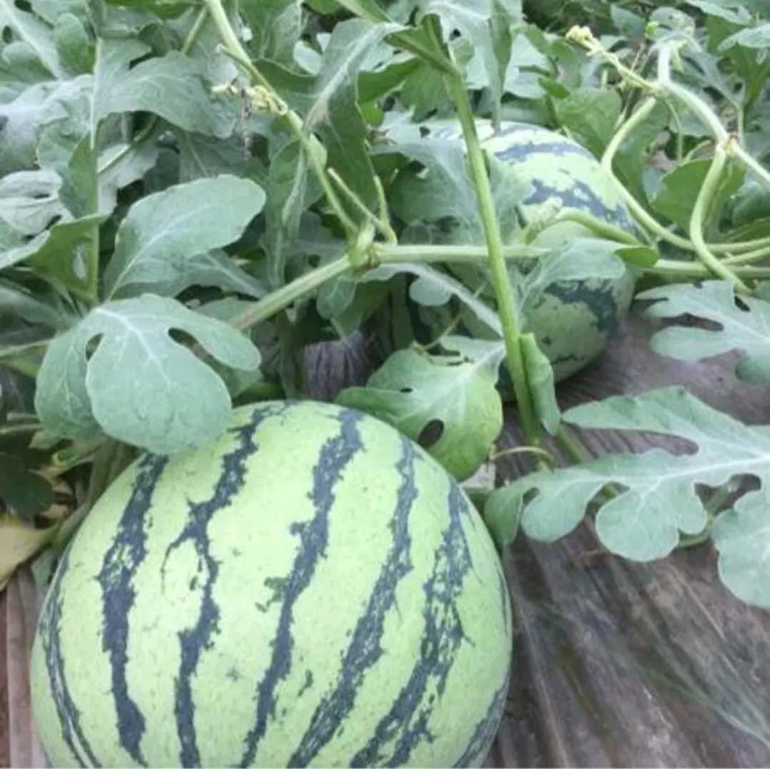 京欣一号西瓜种植基地