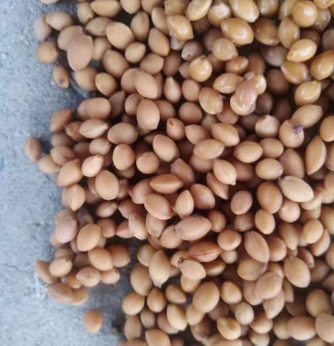 大青叶手工种子又名野樱桃种子大量出售