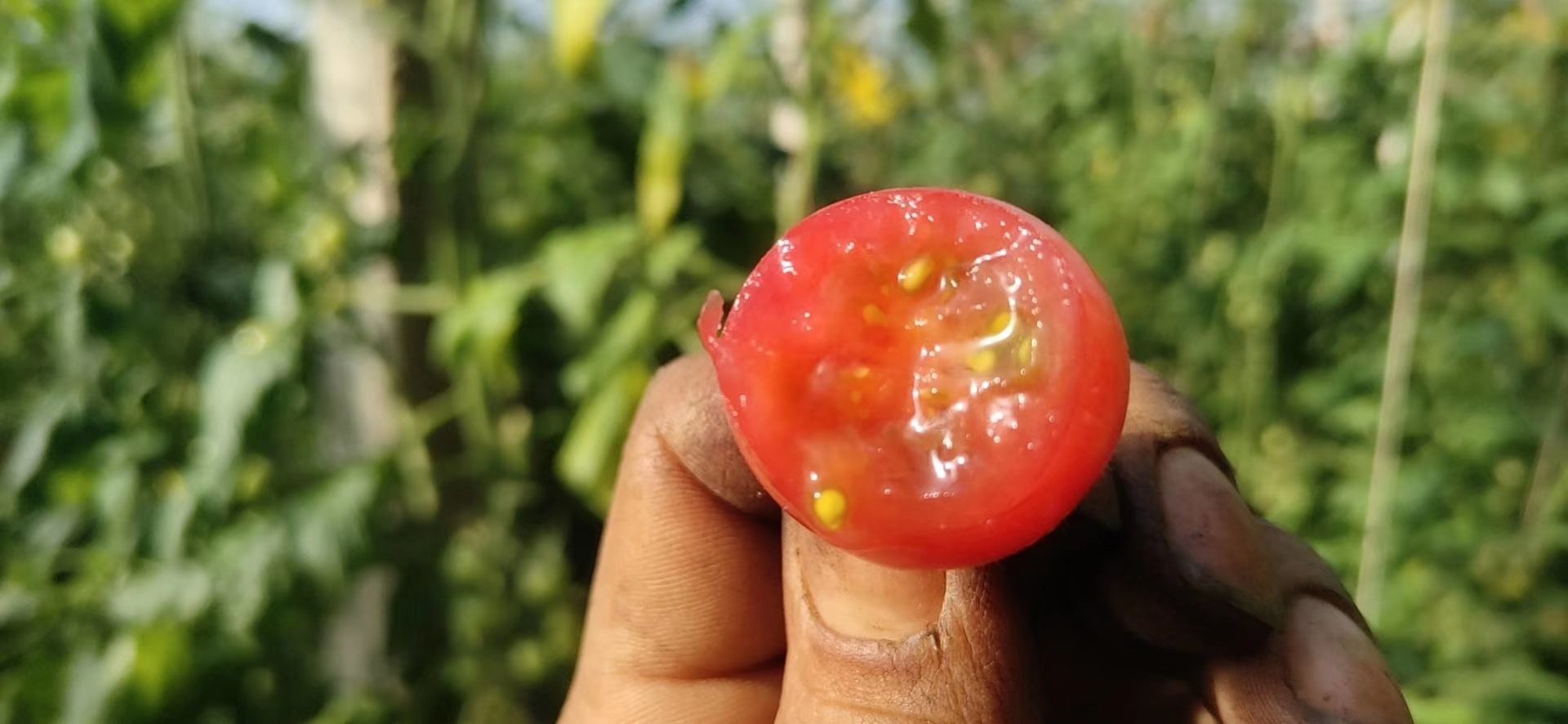 圣女果横切面显微示意图