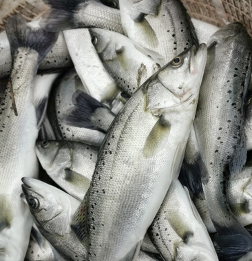 淡水养殖海鲈鱼欢迎新老客户前来选购