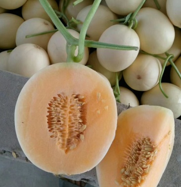 精品红金蜜,红肉脆梨甜瓜,欢迎全国各地新老客户前来收购.