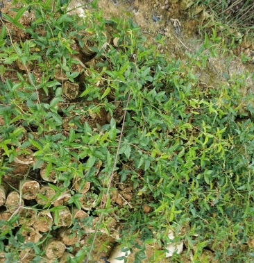 [金樱子批发]种苗无刺金樱子价格3.00元/袋 - 一亩田