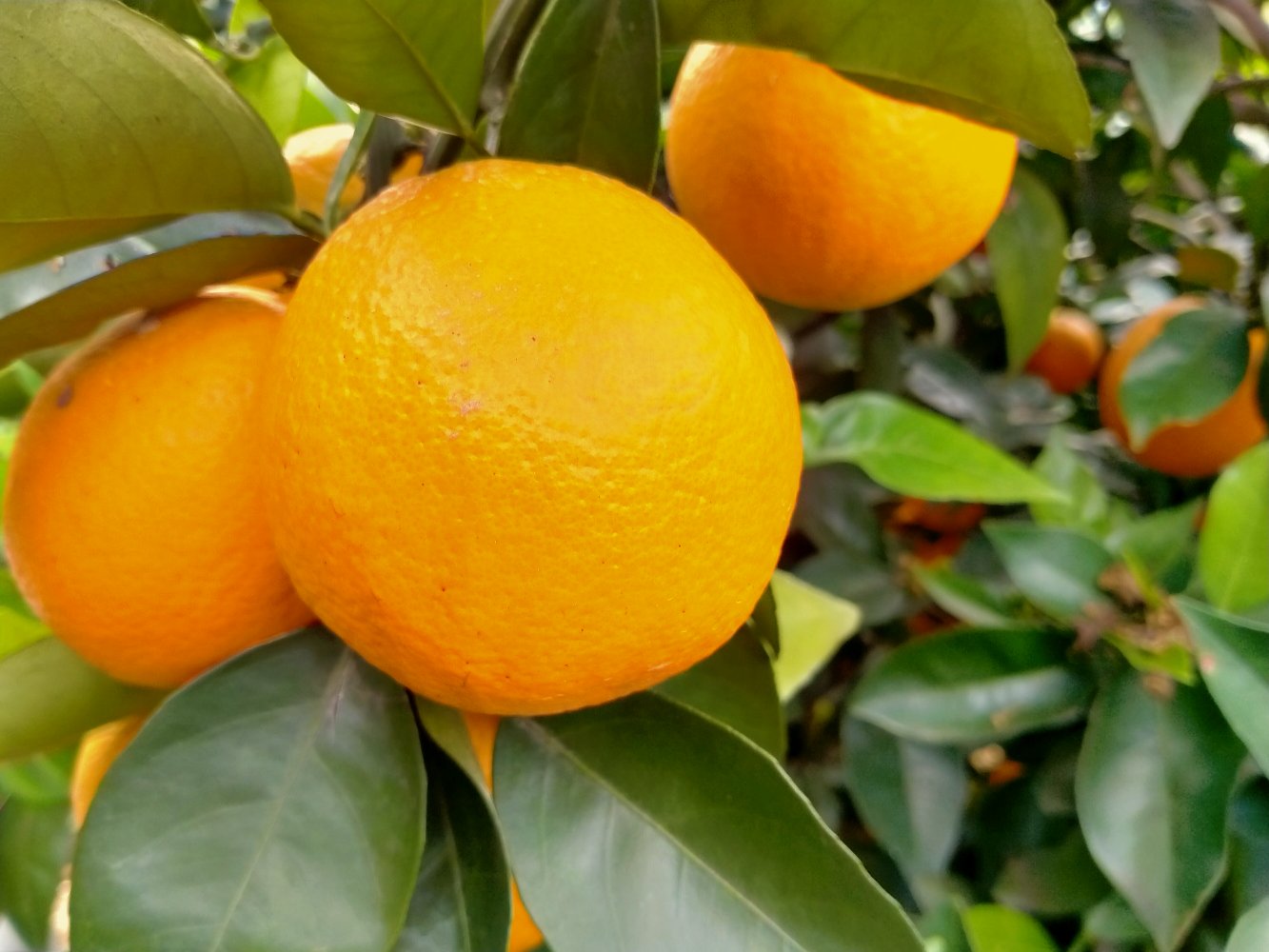 一片夏橙果园,阳光照射下树木茂盛,枝头挂着大量成熟的夏橙,部分果实果皮呈现明显的黄绿相间状态,显示出典型的‘反青’特征,果皮表面光滑,无病斑或虫害痕迹 夏橙树上挂满果实,部分果皮呈现黄绿相间状态