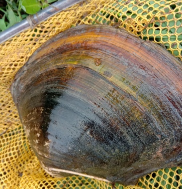 00元/斤 - 一亩田