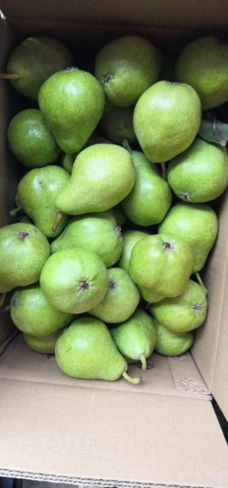 早红考密斯梨河南早红考密斯梨产地直供60