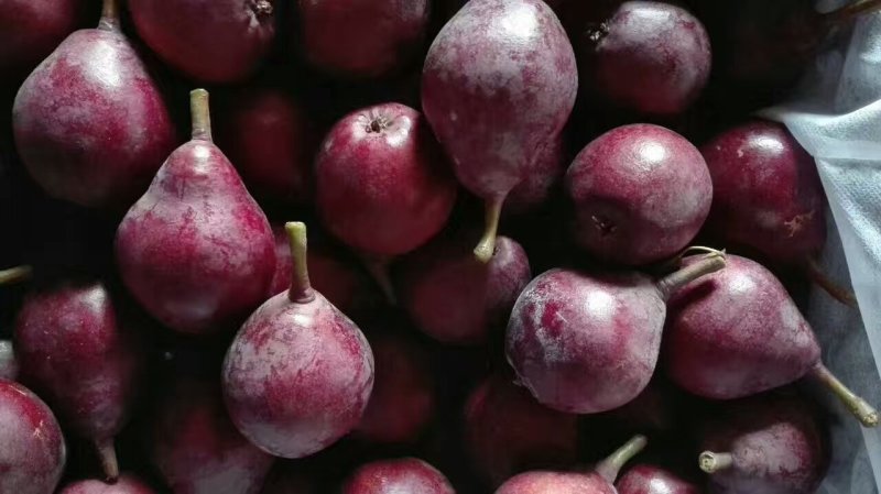 早红考密斯梨河南早红考密斯梨产地直供60